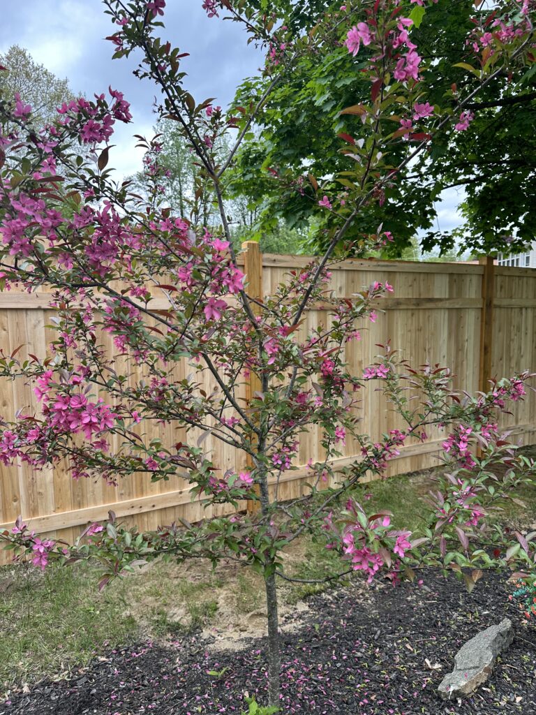 Pink flowering Dogwood tree in yard in front of 6' high cedar privacy fence