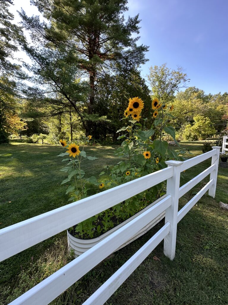 Sunflowers in garden with wooden rail fence